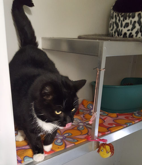 A black and white cat exploring its resting shelves at Cool Cats